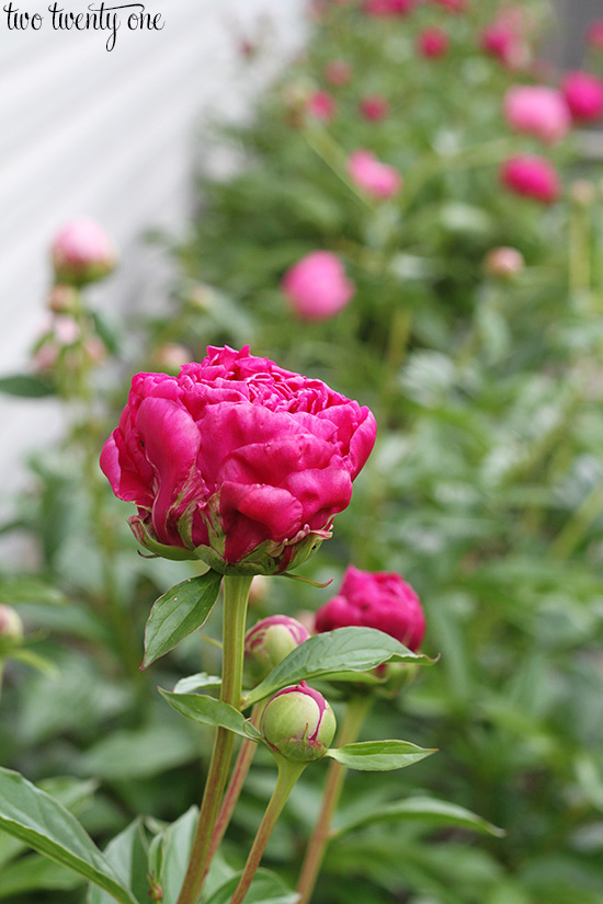 dark pink peony in season