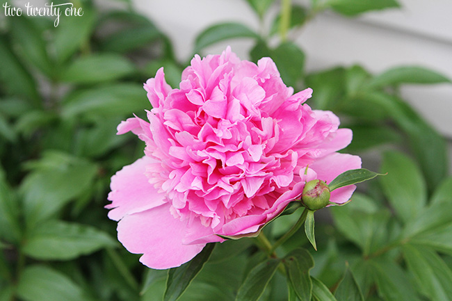 peonies 9