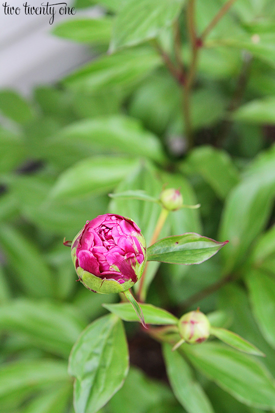 peony bud 2