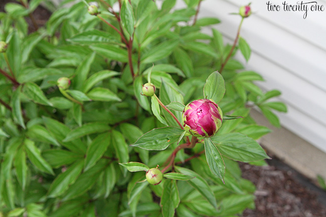 peony bud 3