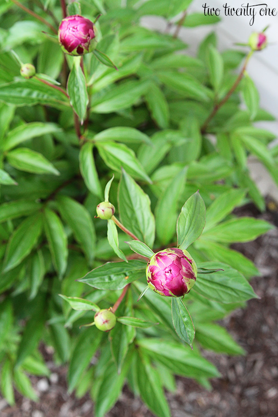 peony buds 1