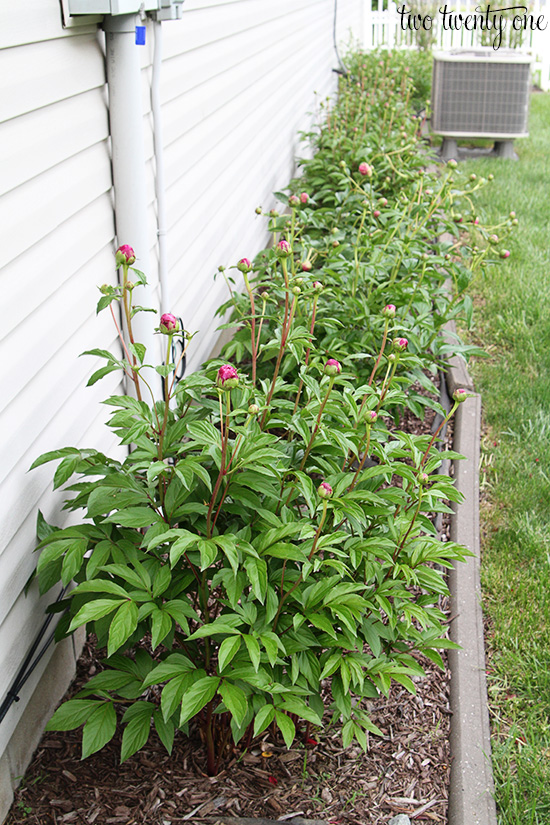 peony buds 2