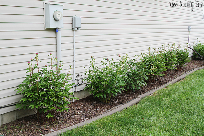 peony buds 3