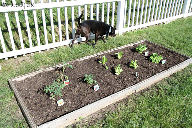 vegetable garden 1