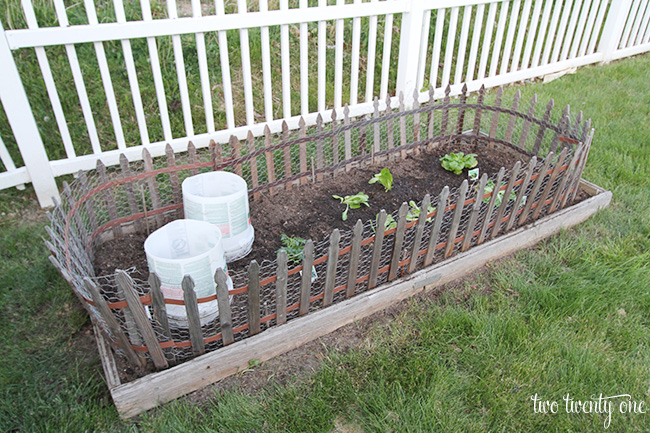 vegetable garden 2015 1