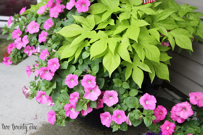 petunias and potato vine