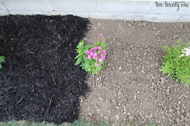 planting flower bed 1