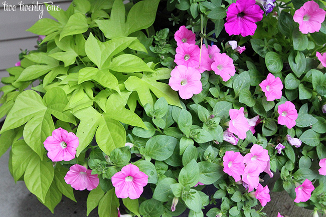 potato vine and petunias