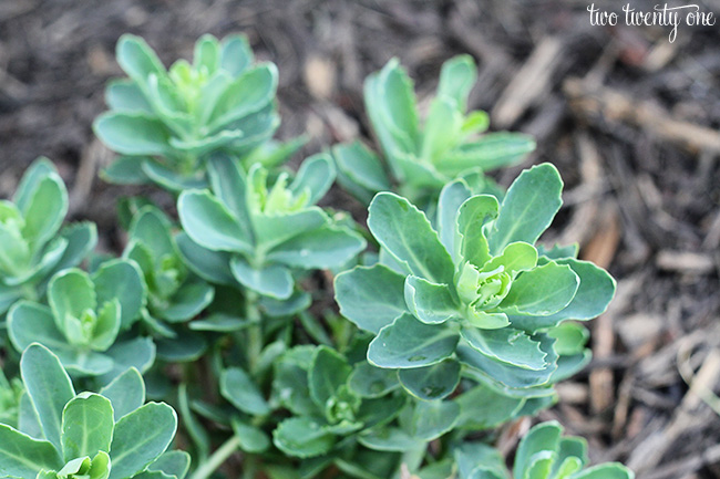 Creating A New Flowerbed