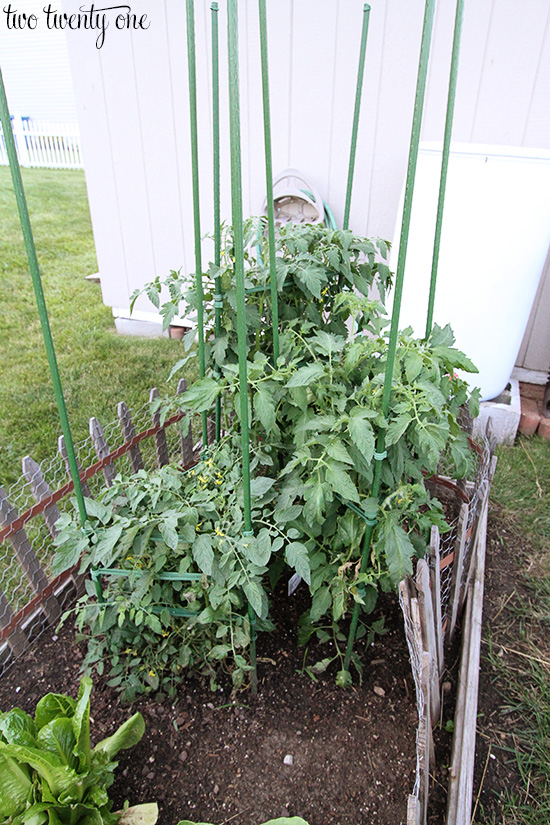 tomato plants