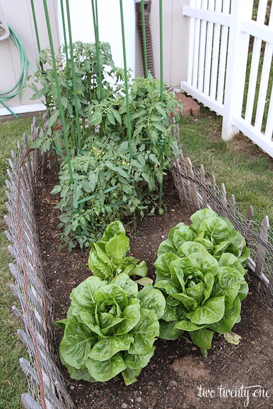 vegetable garden 1