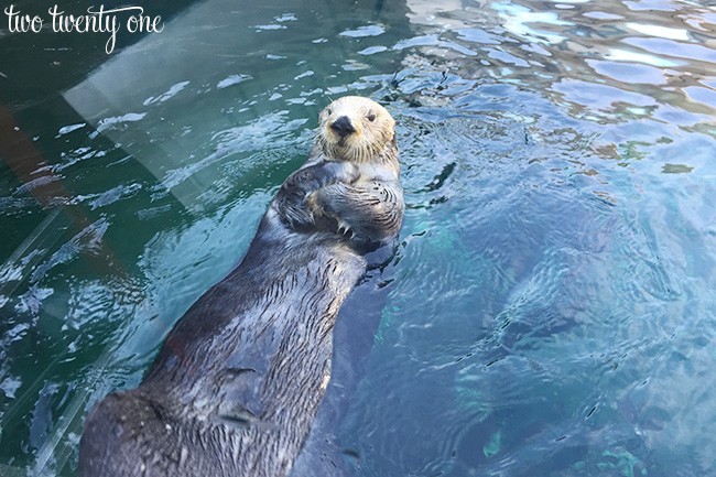 seattle aquarium 1