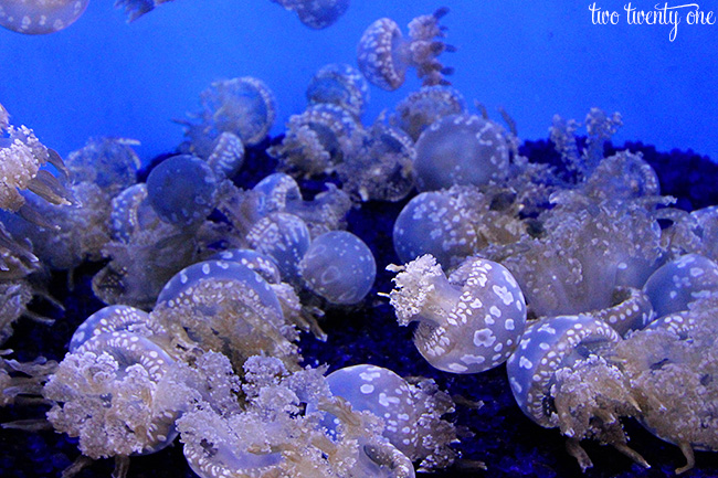 seattle aquarium 7