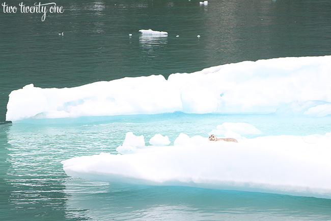 tracy arm fjord 5