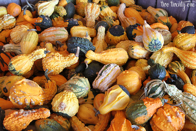 gourds 2