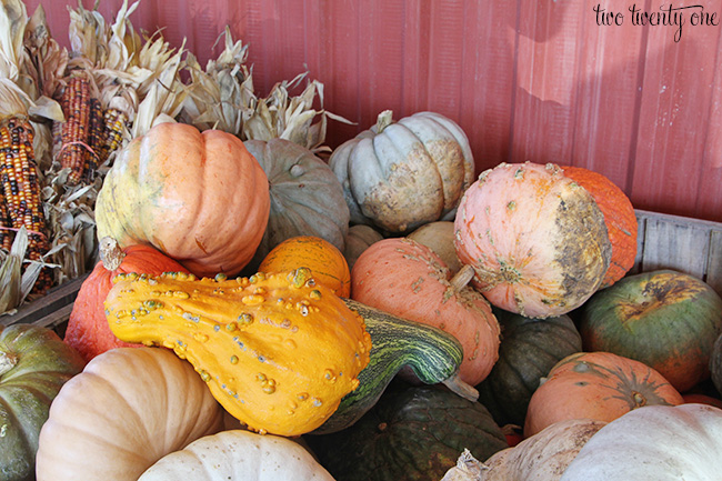 gourds