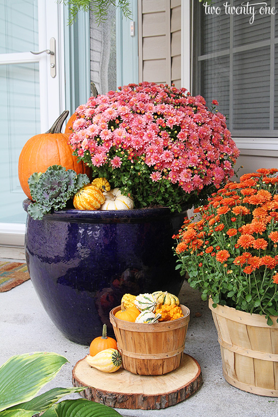 fall mums and pumpkins in a large blue outdoor planter