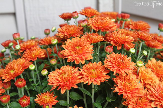 orange mums 2