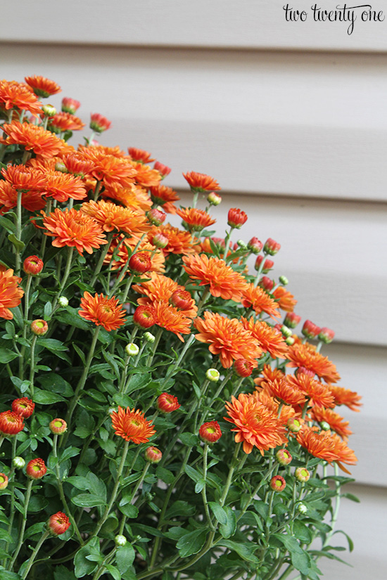 orange mums