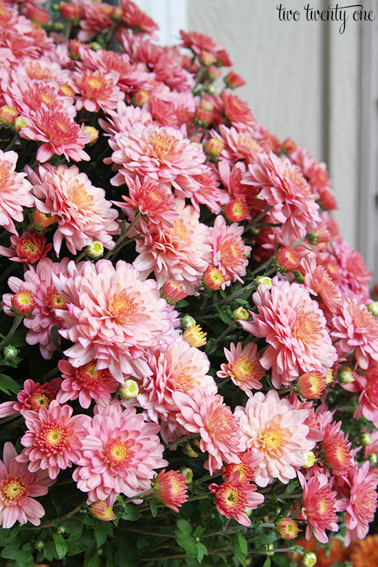 pink mums