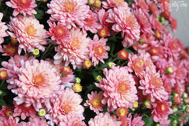 pink mums