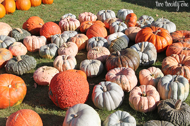 pumpkins