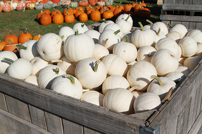 white pumpkins