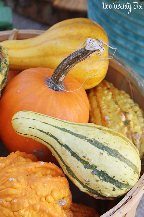 gourds in apple basket