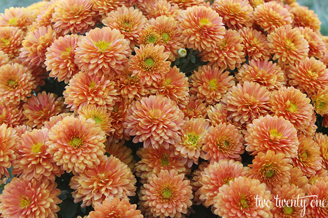 orange mums