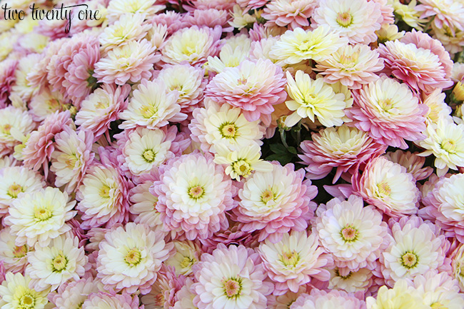 pink mums