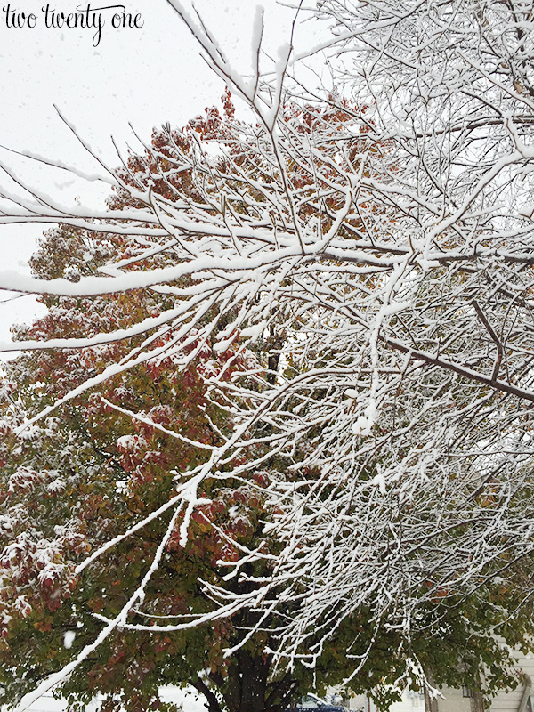 snow on tree