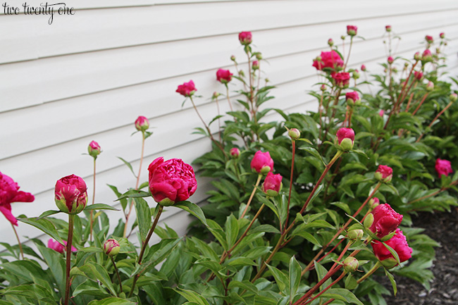 fuchsia peonies