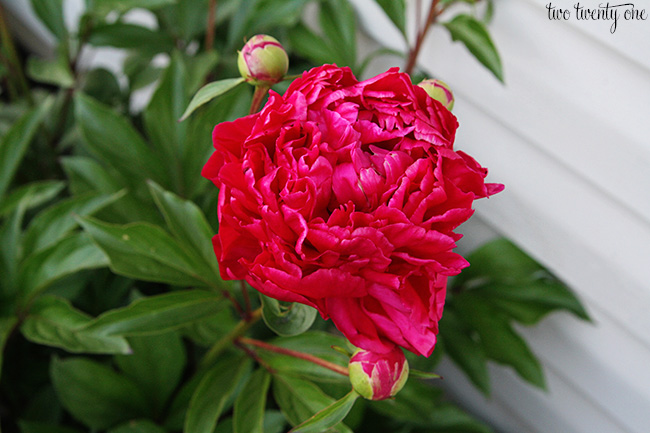 fuchsia peony