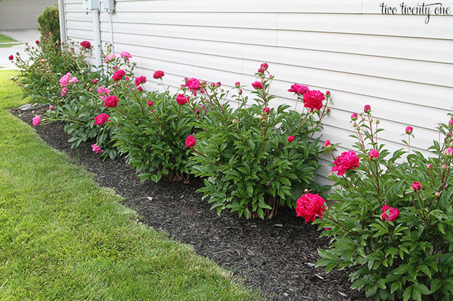 peony bushes in a row