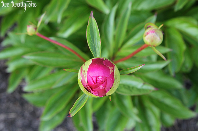 peony bud 1