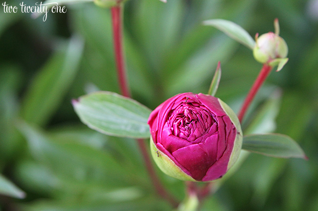 dark pink peony bud