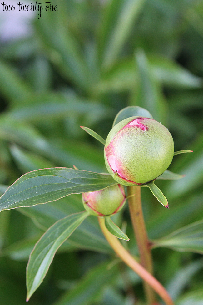 peony bud 3