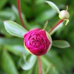 dark pink peony bud