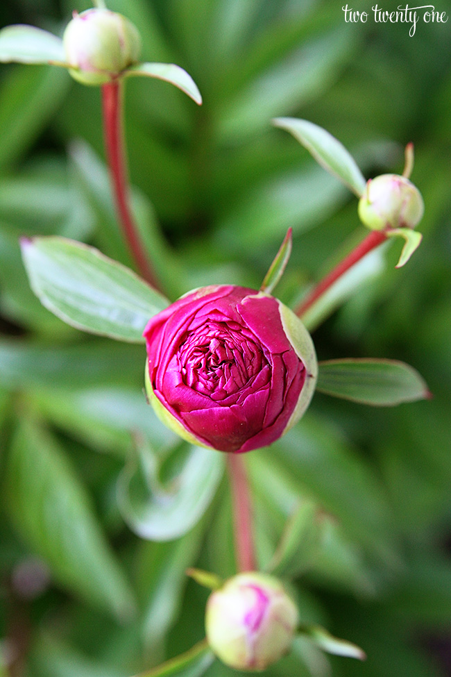 dark pink peony bud