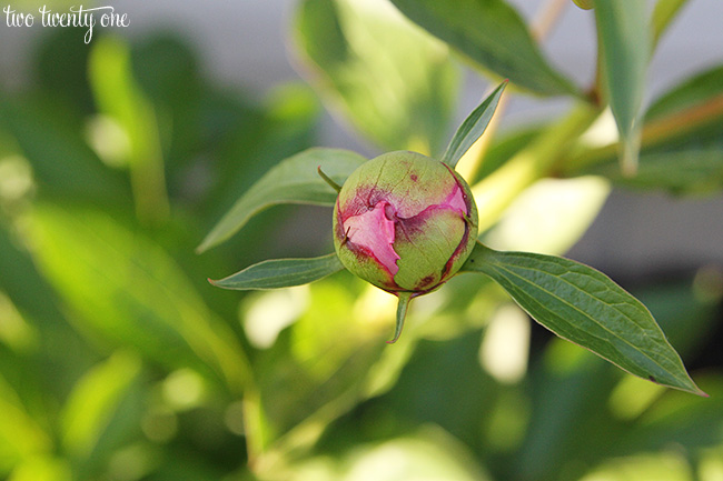 peony bud 5