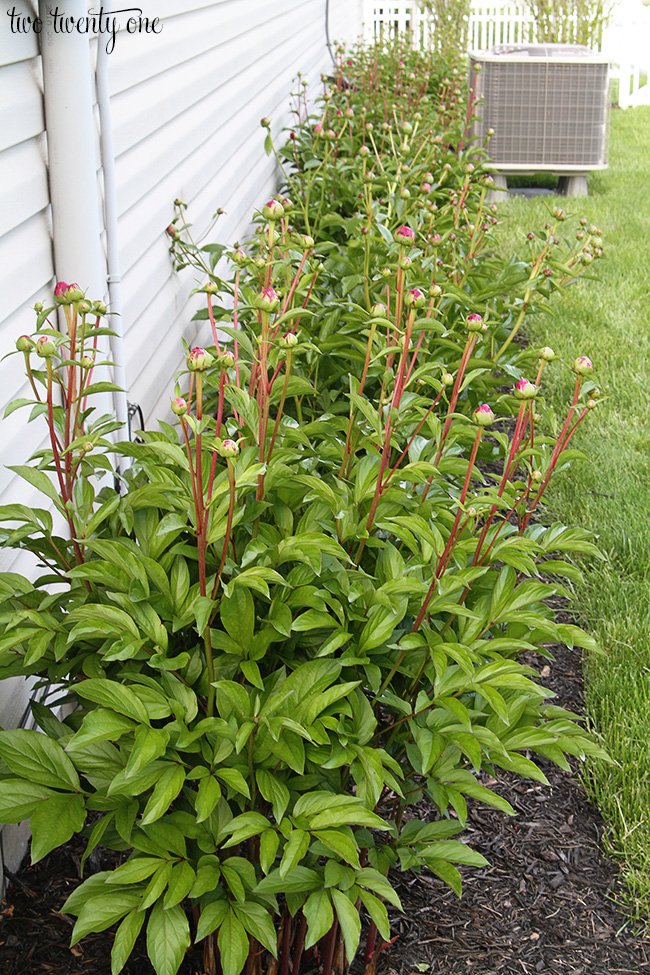 peony buds 1