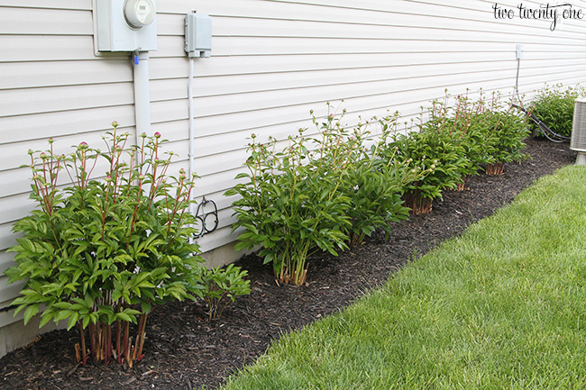 peony buds 2