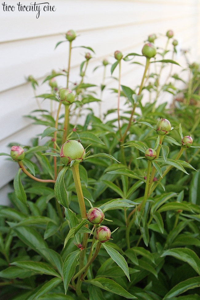 peony buds 3