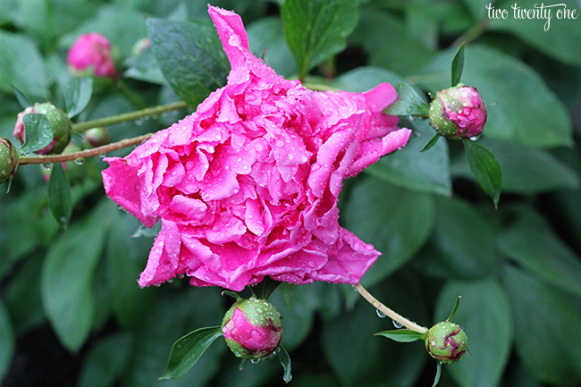 peony with raindriops 1