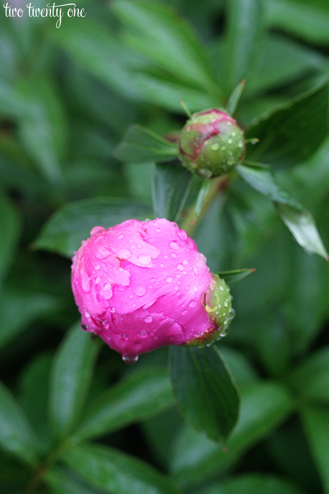 peony with raindrops 2