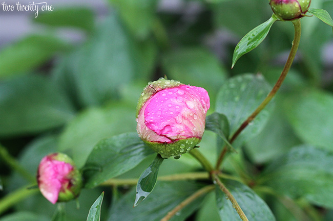 peony with raindrops 3