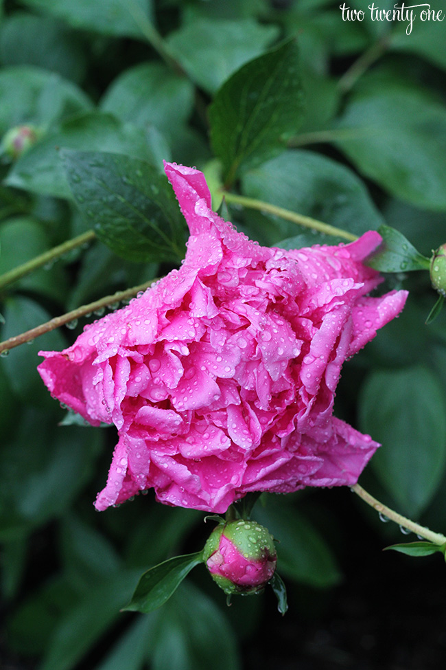 peony with raindrops 4