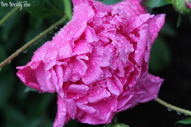 peony with raindrops 5