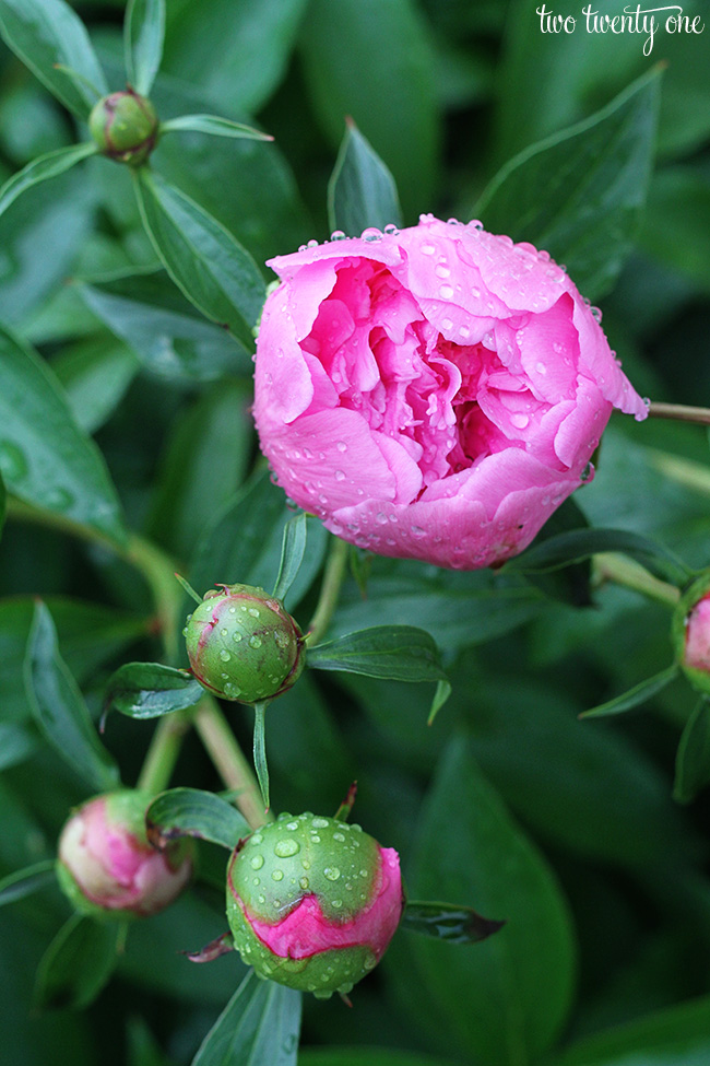 peony with raindrops 6