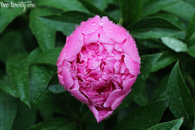 peony with raindrops 7